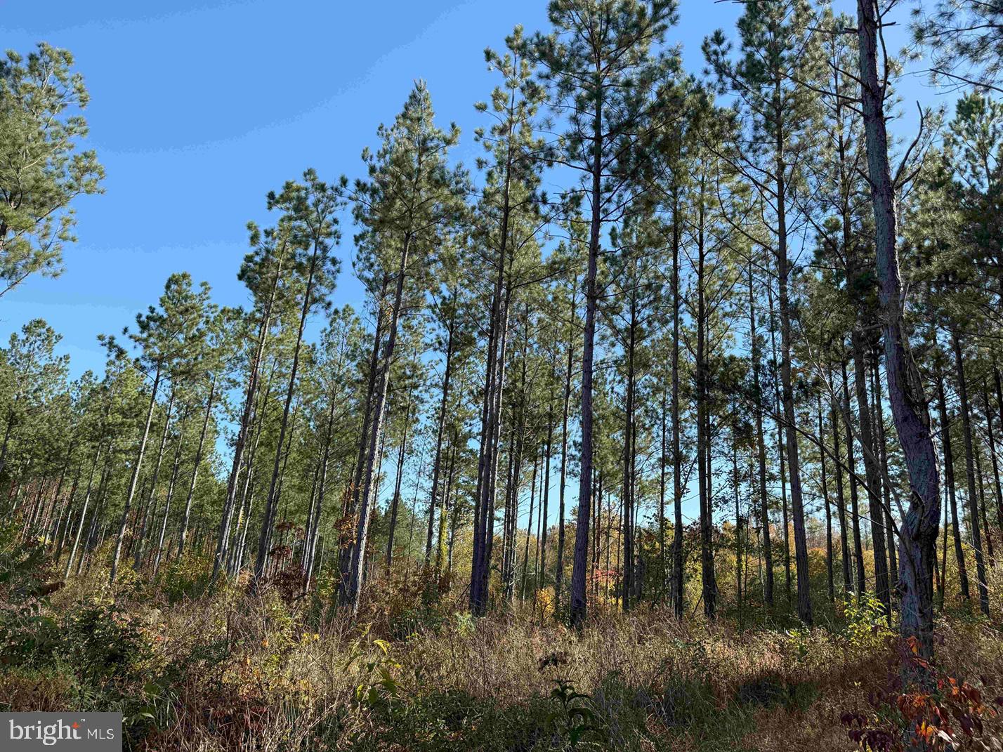 Woodford Road (rt. 650) (tract Rogers-2) Property Photo 6