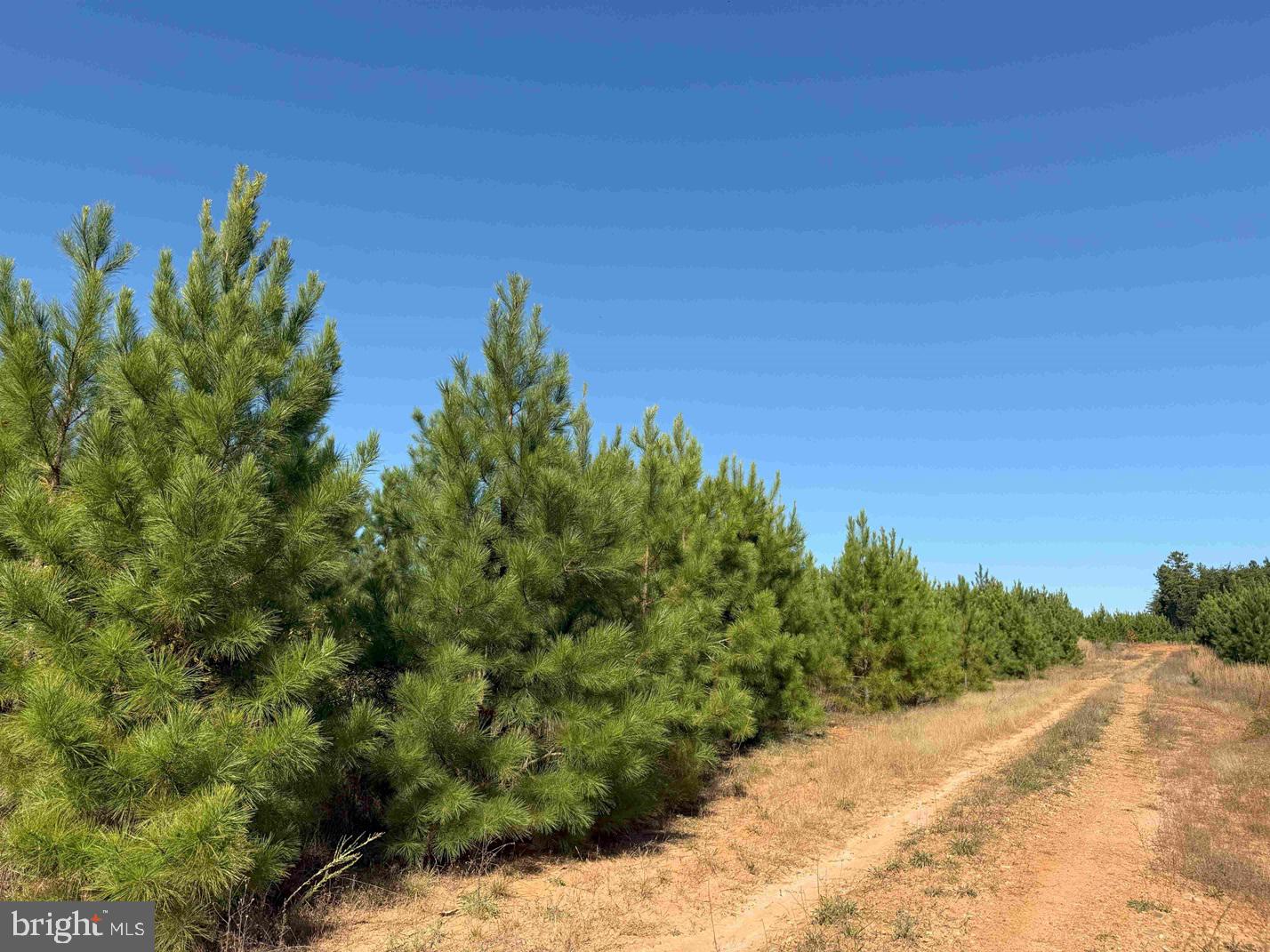 Woodford Road (rt. 650) (tract Rogers-2) Property Photo 7