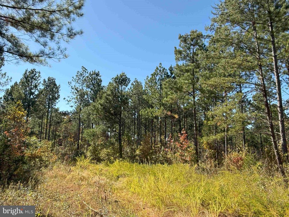 Woodford Road (rt. 650) (tract Rogers-2) Property Photo 8