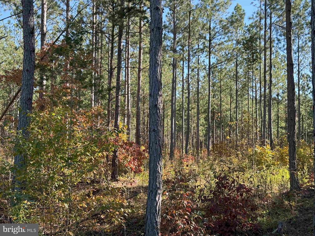 Woodford Road (rt. 650) (tract Rogers-2) Property Photo 10