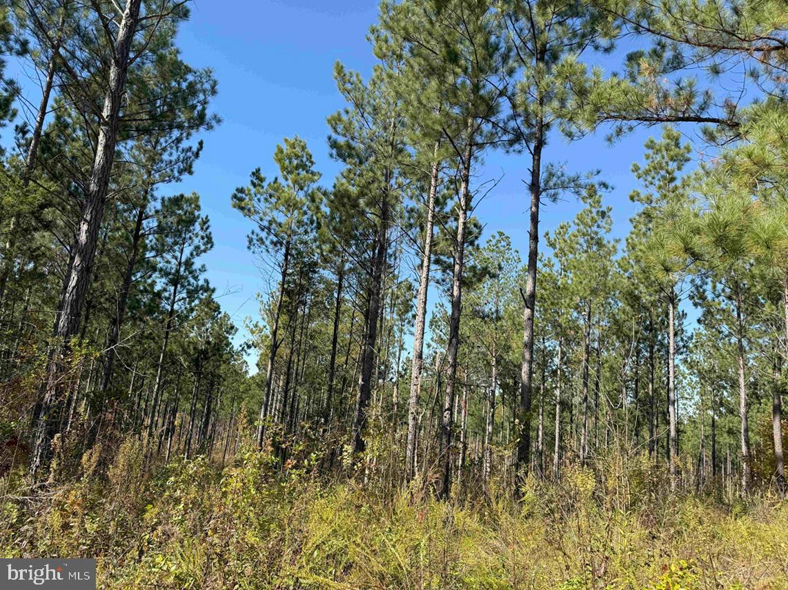 Woodfork Road (rt. 650) (tract Rogers-4) Property Photo 1