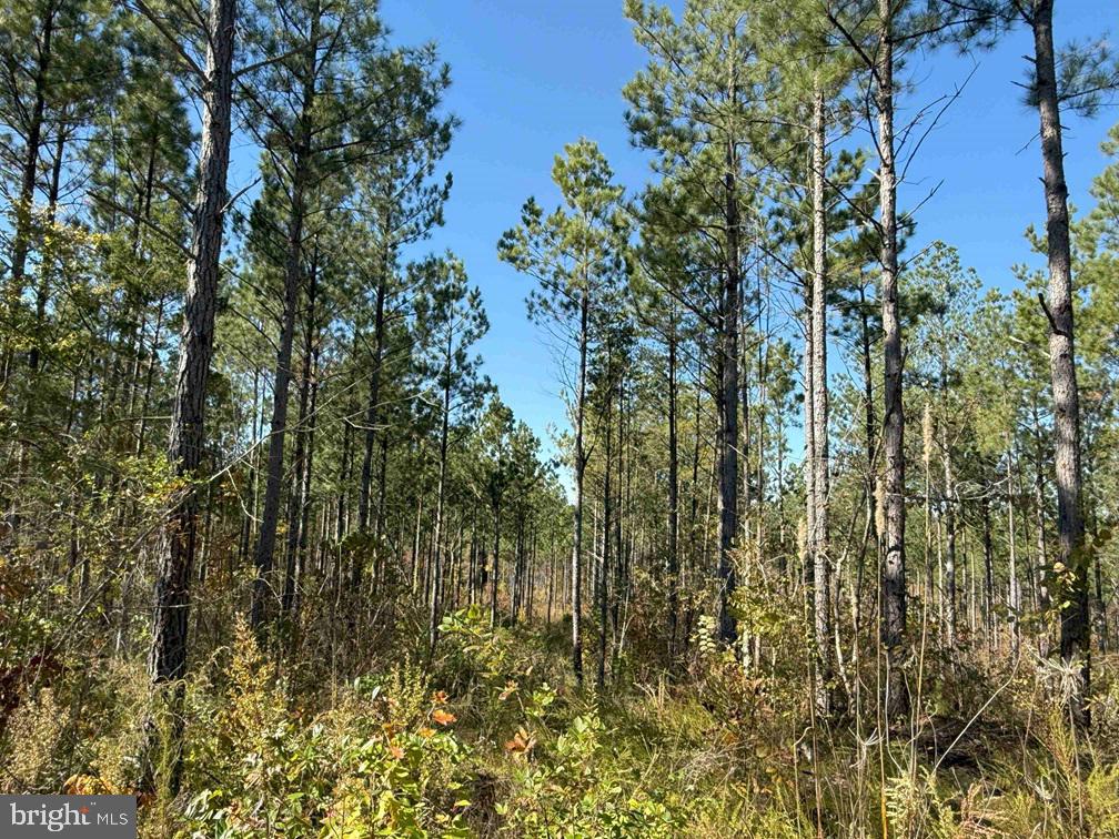 Woodfork Road (rt. 650) (tract Rogers-4) Property Photo 2