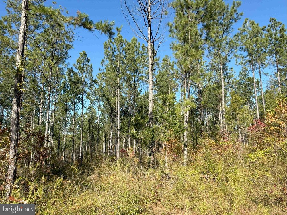 Woodfork Road (rt. 650) (tract Rogers-4) Property Photo 6