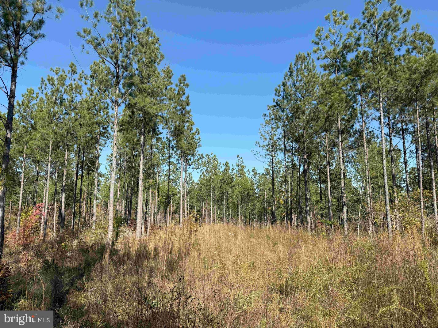 Woodfork Road (rt. 650) (tract Rogers-4) Property Photo 8