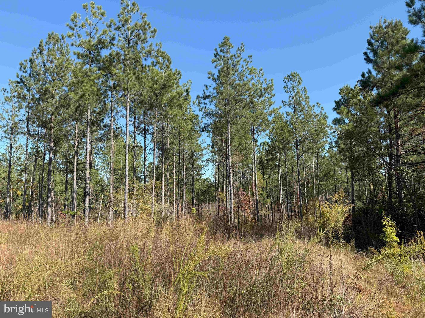 Woodfork Road (rt. 650) (tract Rogers-4) Property Photo 9