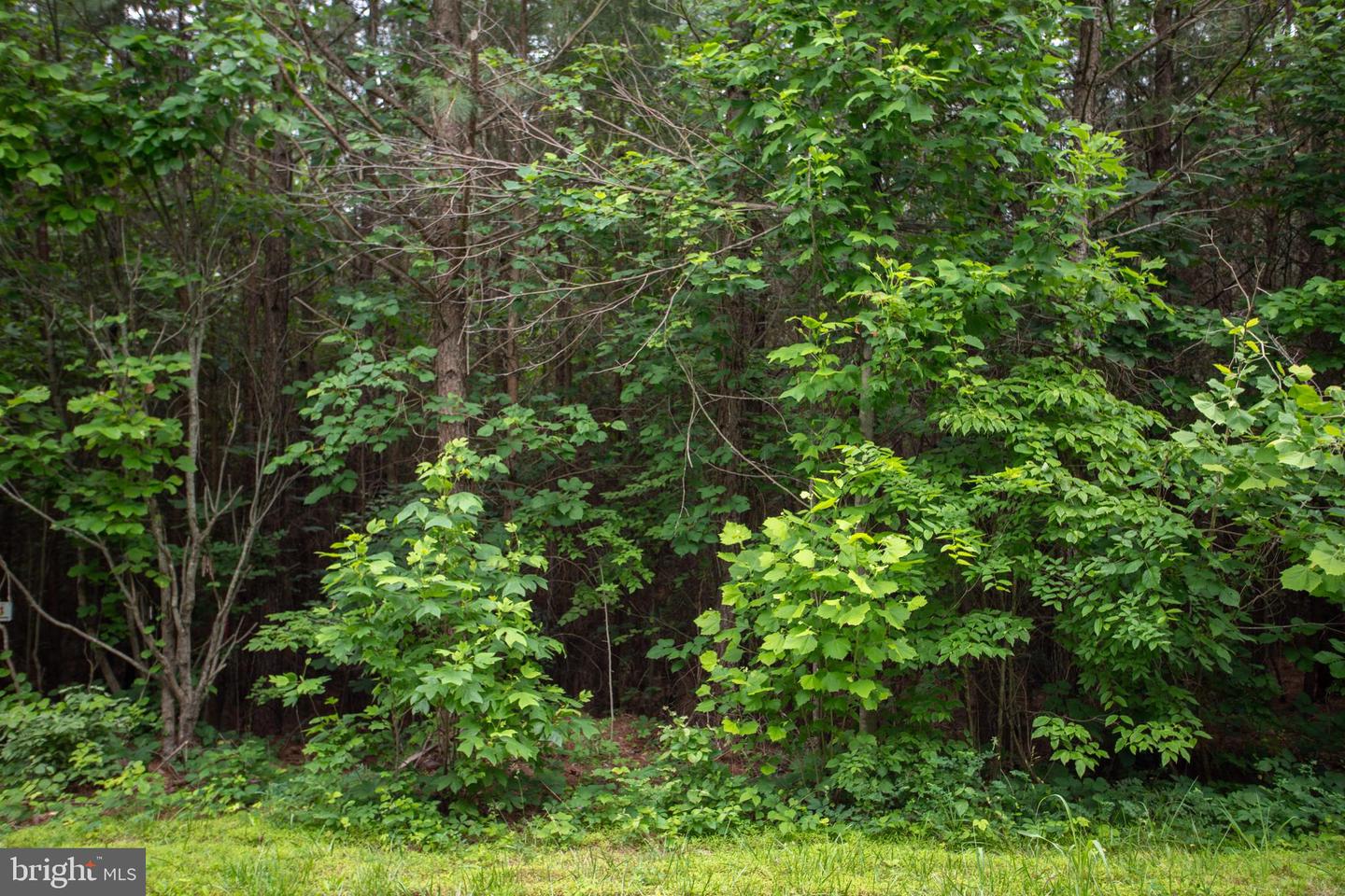 Tbd Trents Cemetery Road #lot 6 Property Photo 7