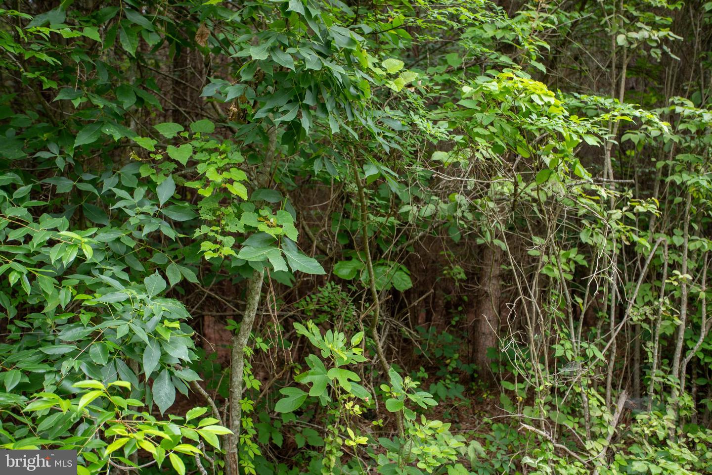 Tbd Trents Cemetery Road #lot 6 Property Photo 8