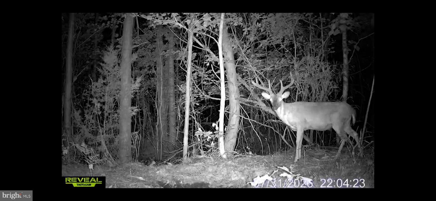 663.8 Acres Peach Rd Property Photo 5