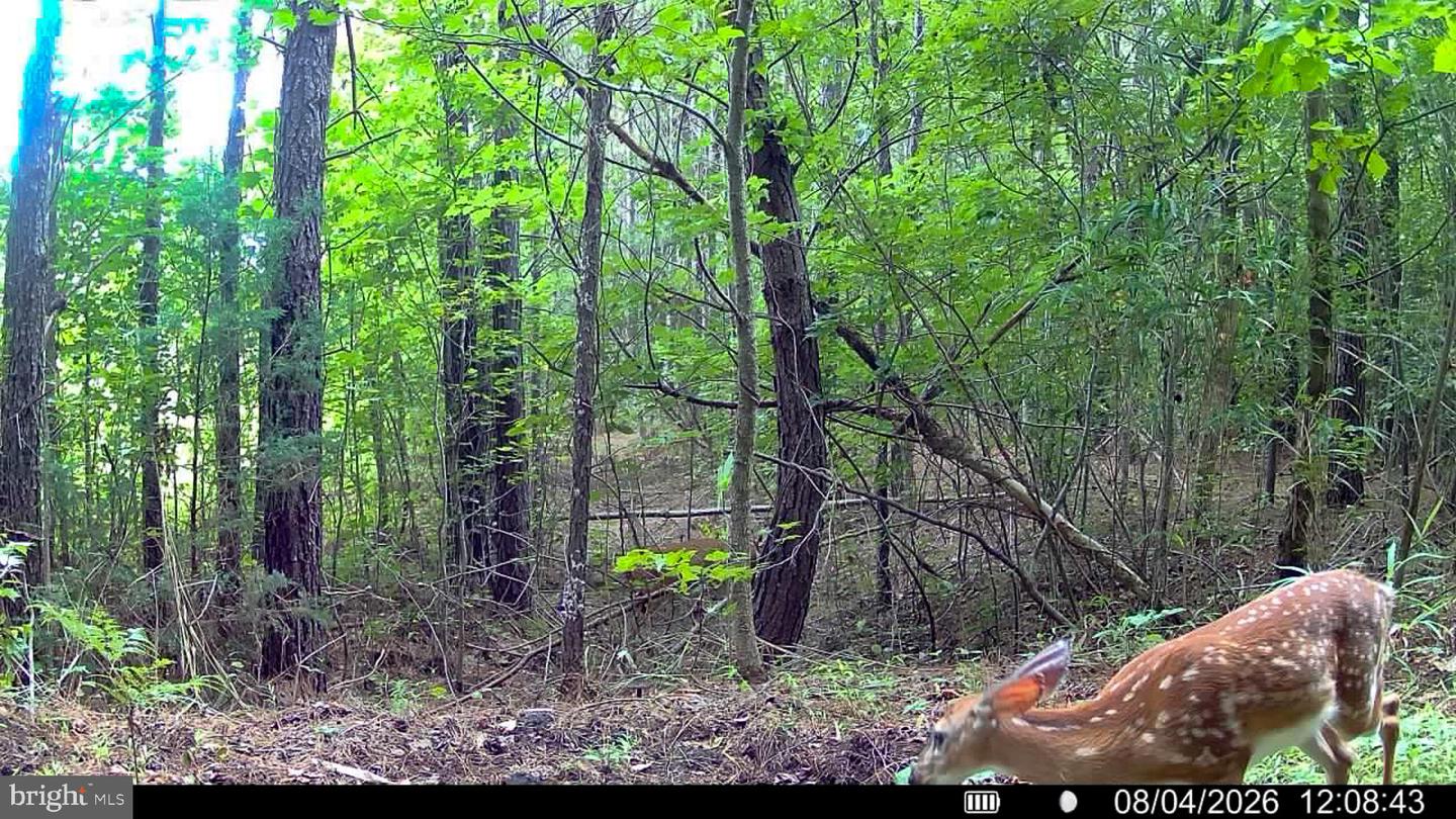 663.8 Acres Peach Rd Property Photo 10