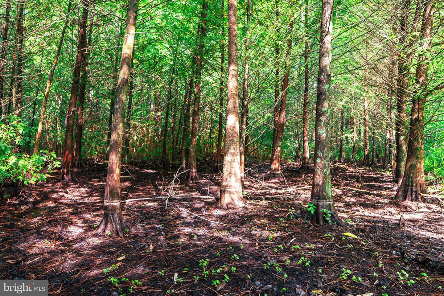 663.8 Acres Peach Rd Property Photo 14