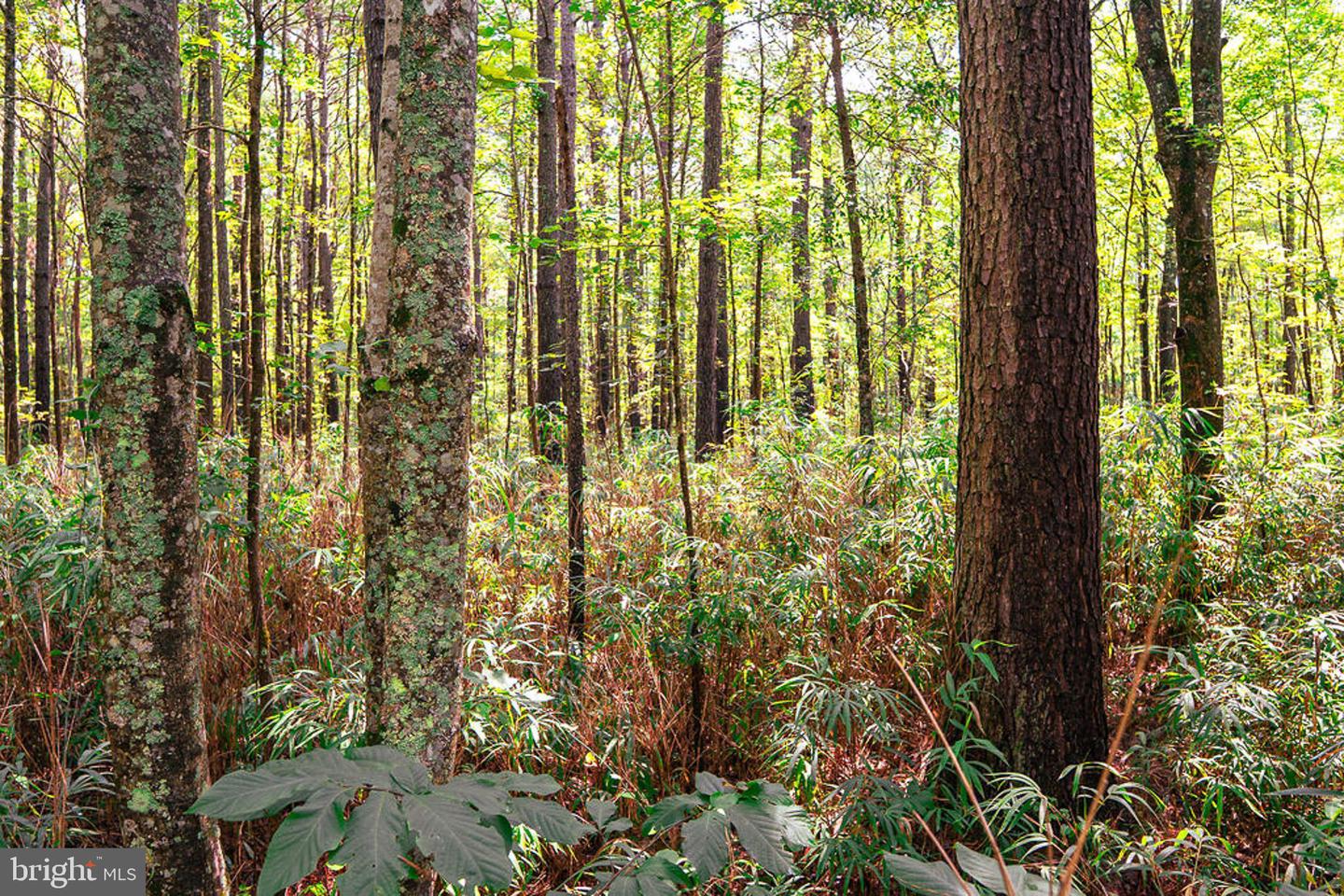 663.8 Acres Peach Rd Property Photo 38