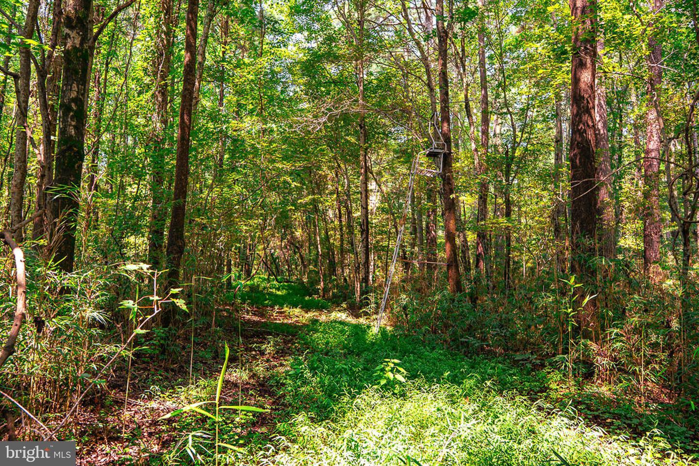 663.8 Acres Peach Rd Property Photo 42