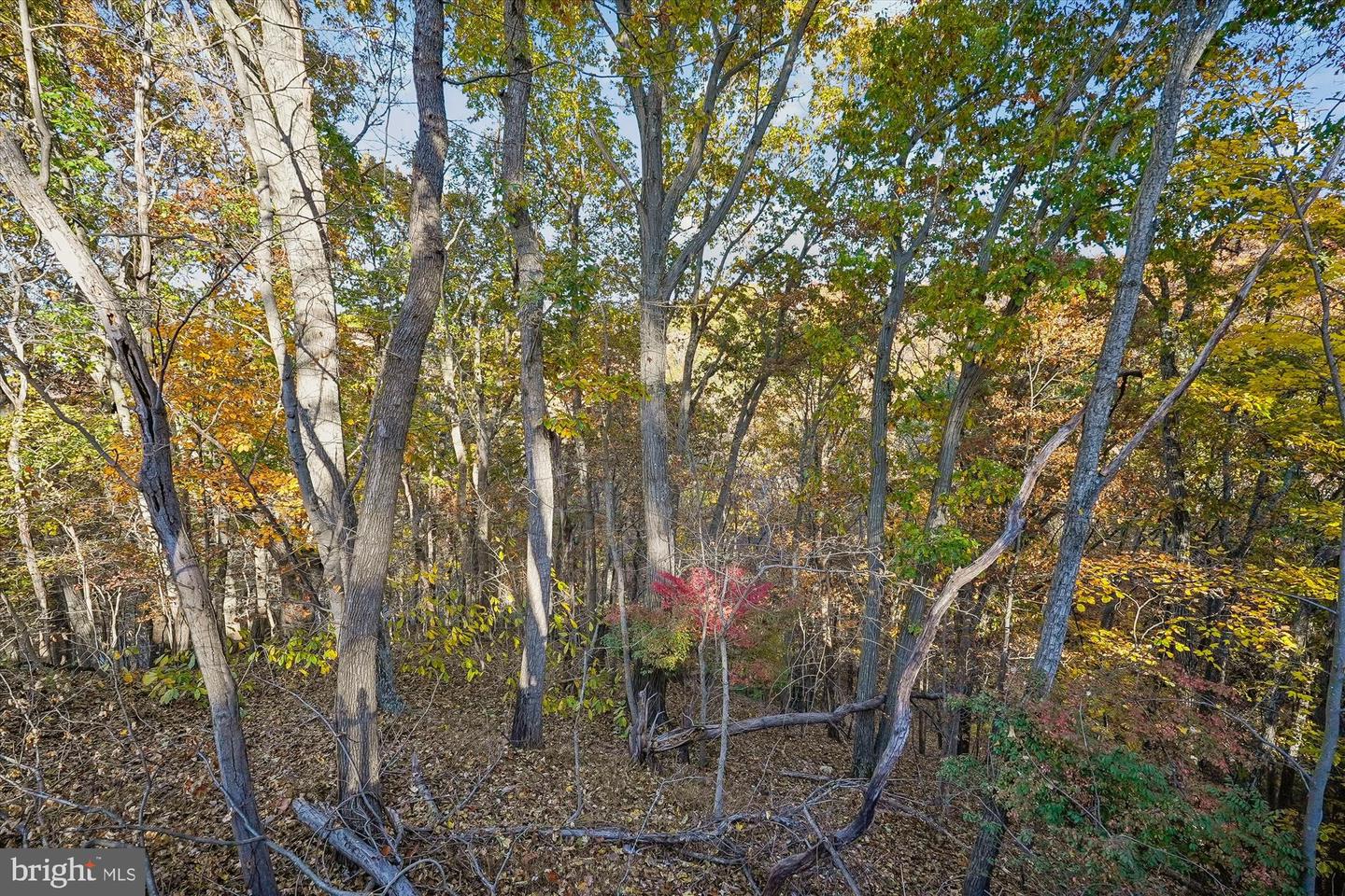 598 Timber Ln Property Photo 11