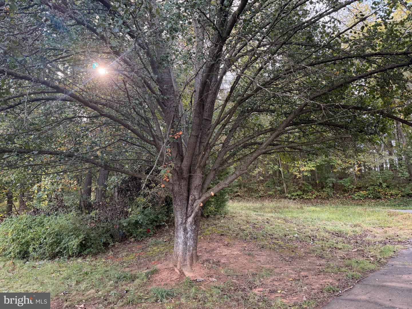 11235 Muddy Run Ln Property Photo 11