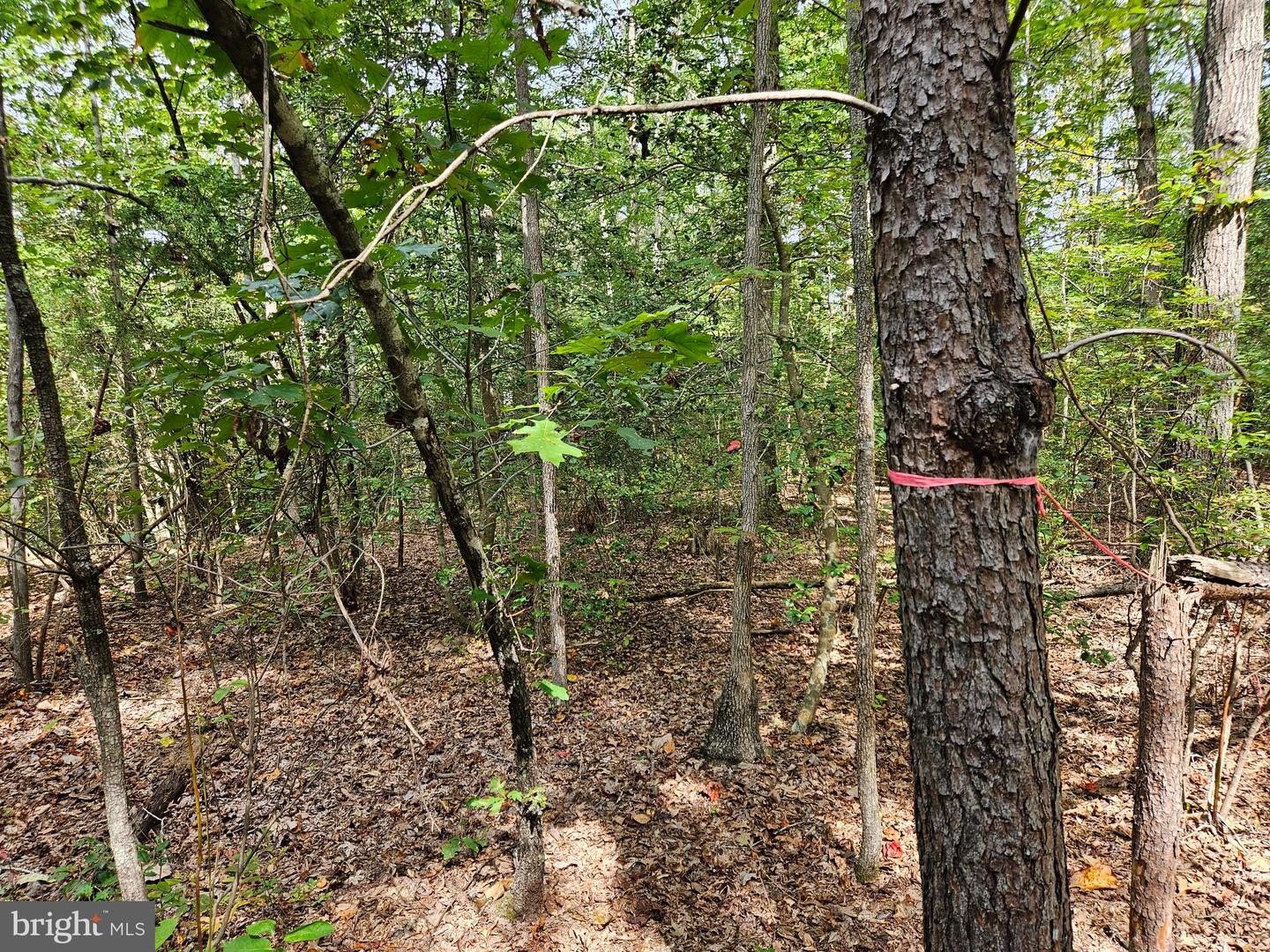 00 Off Of Long Branch Rd Property Photo 2