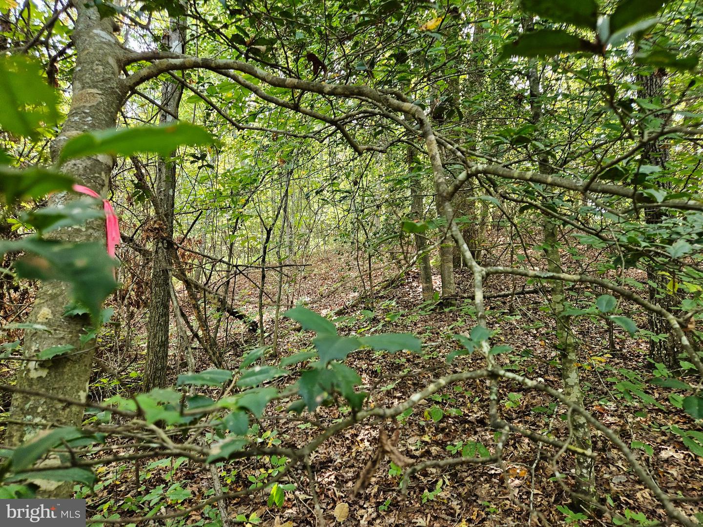 00 Off Of Long Branch Rd Property Photo 3