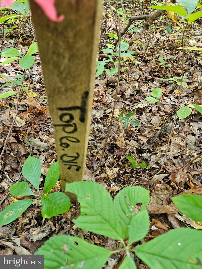 00 Off Of Long Branch Rd Property Photo 4