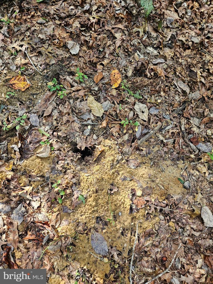 00 Off Of Long Branch Rd Property Photo 8