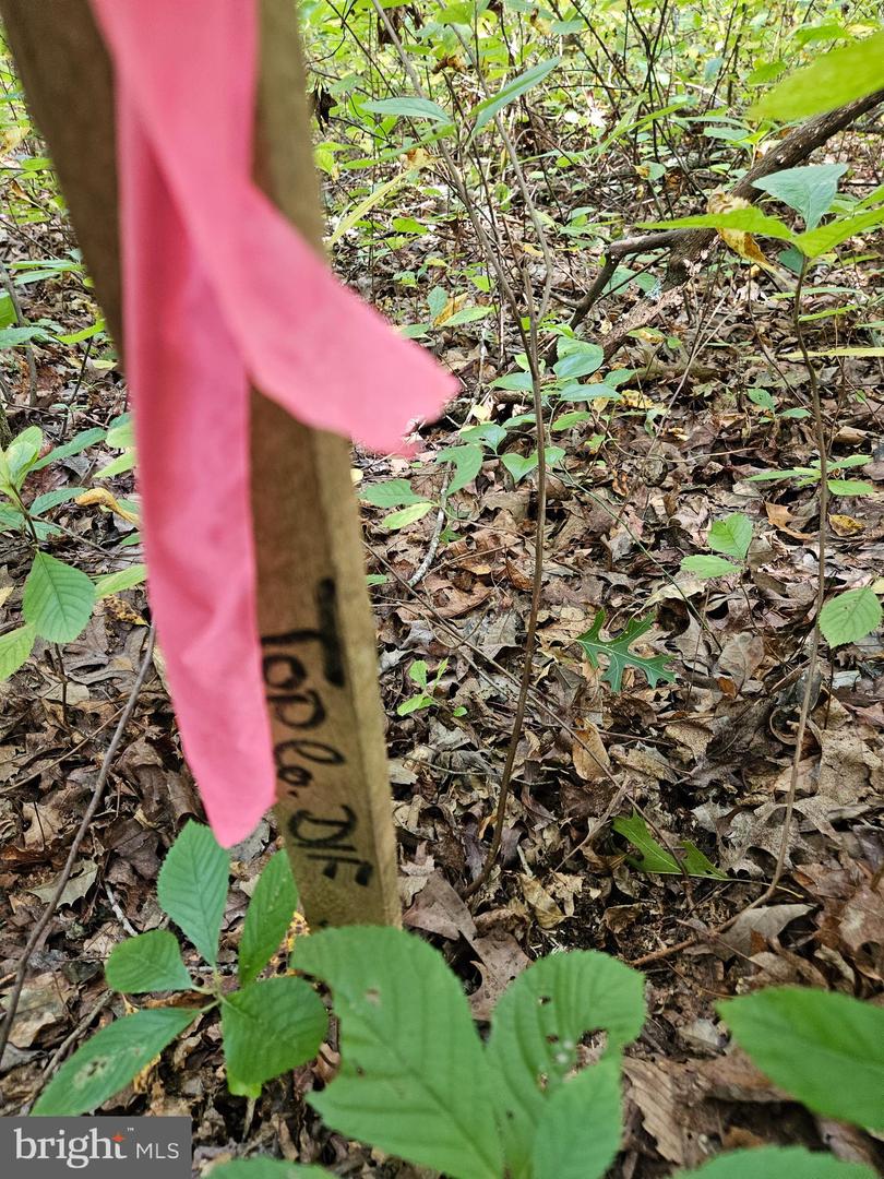 00 Off Of Long Branch Rd Property Photo 9