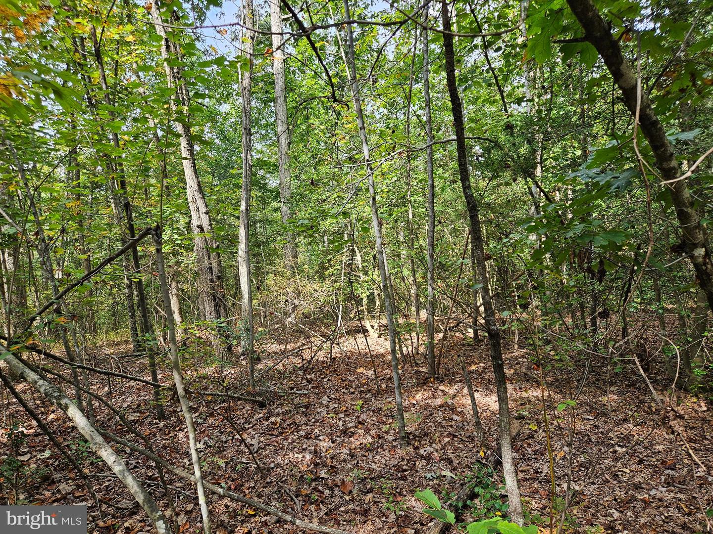 00 Off Of Long Branch Rd Property Photo 10