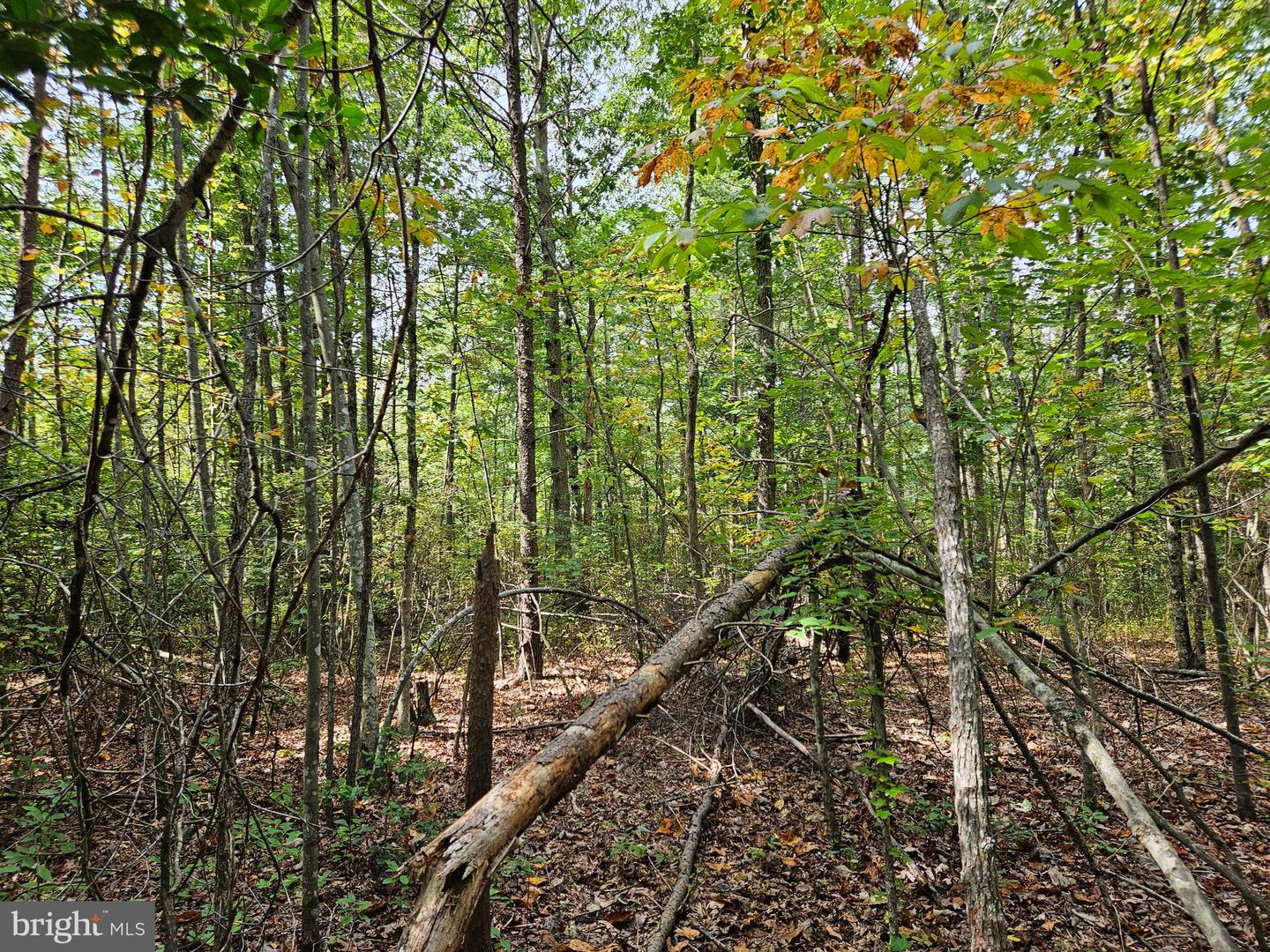 00 Off Of Long Branch Rd Property Photo 11
