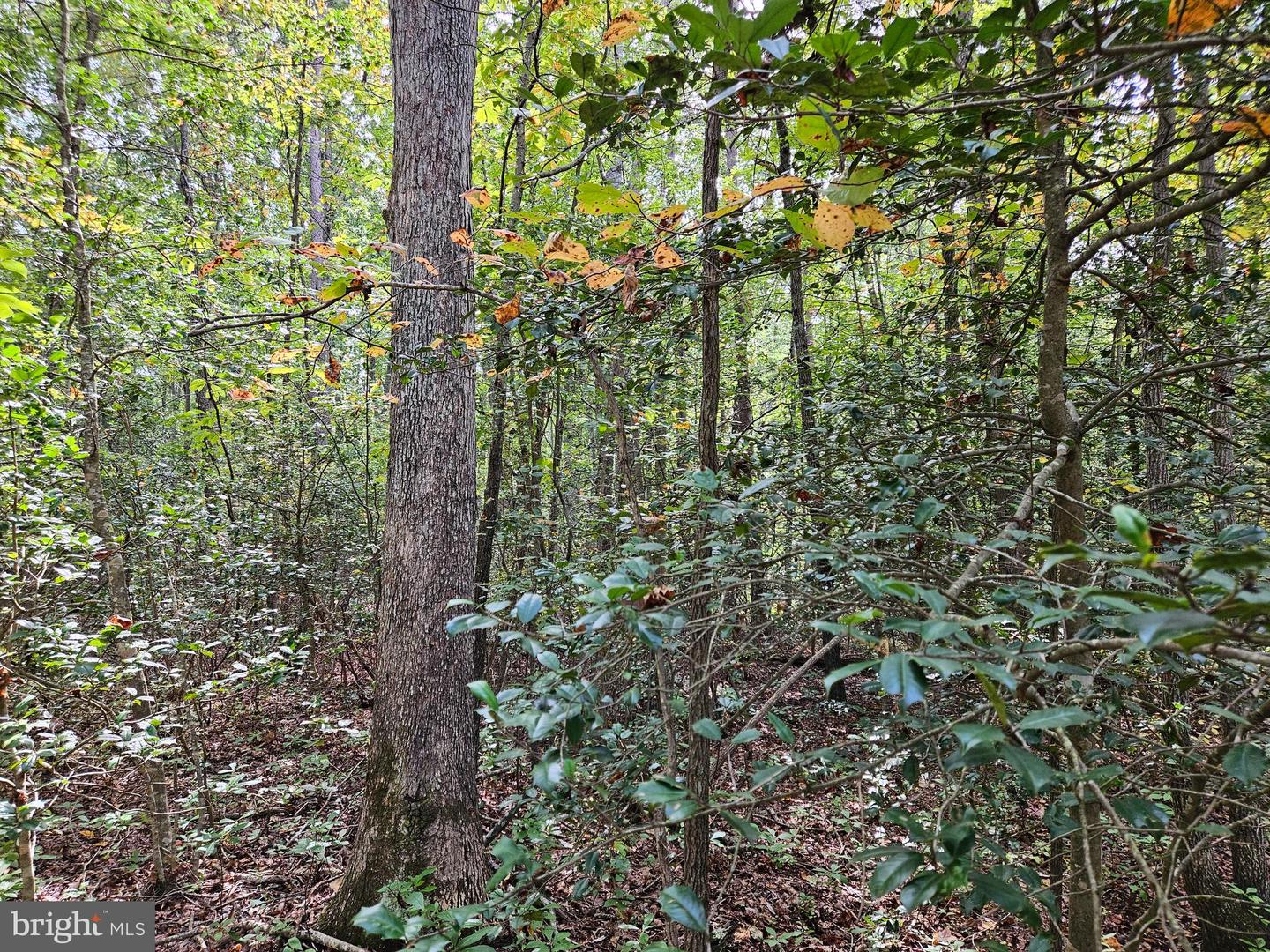 00 Off Of Long Branch Rd Property Photo 12