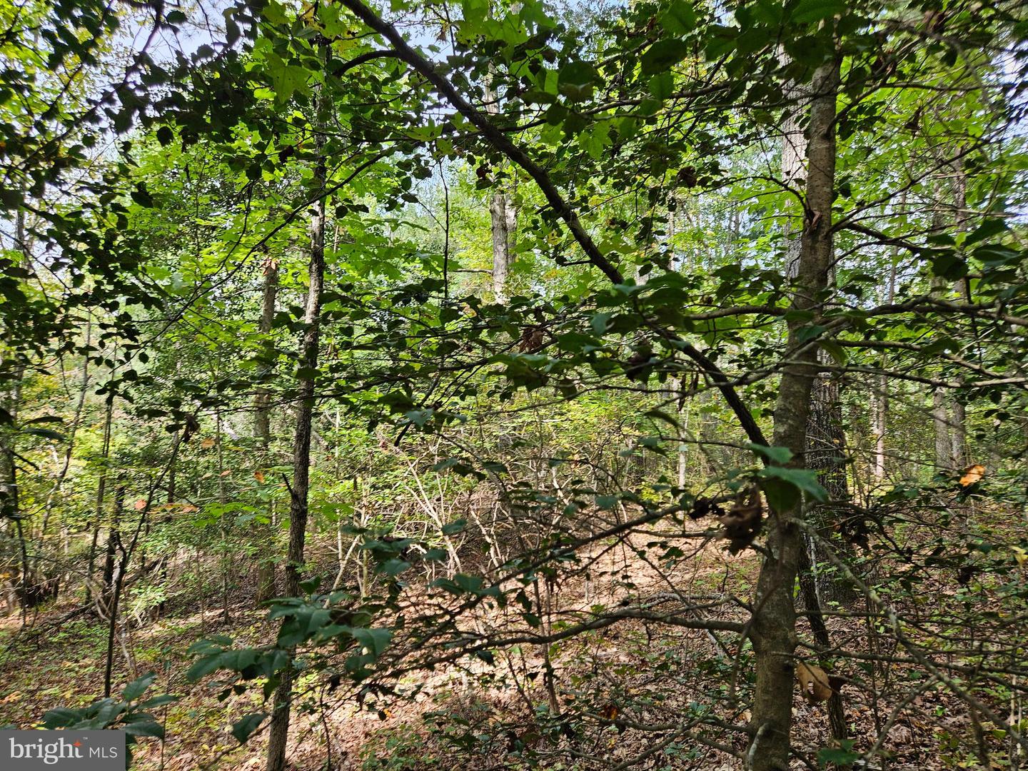 00 Off Of Long Branch Rd Property Photo 13