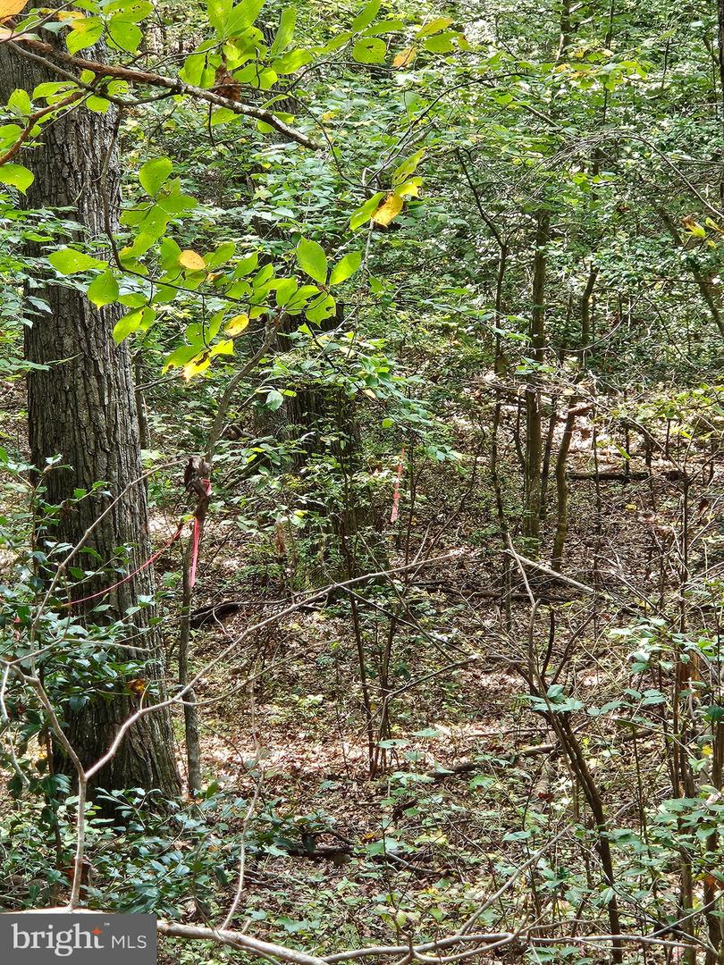 00 Off Of Long Branch Rd Property Photo 14