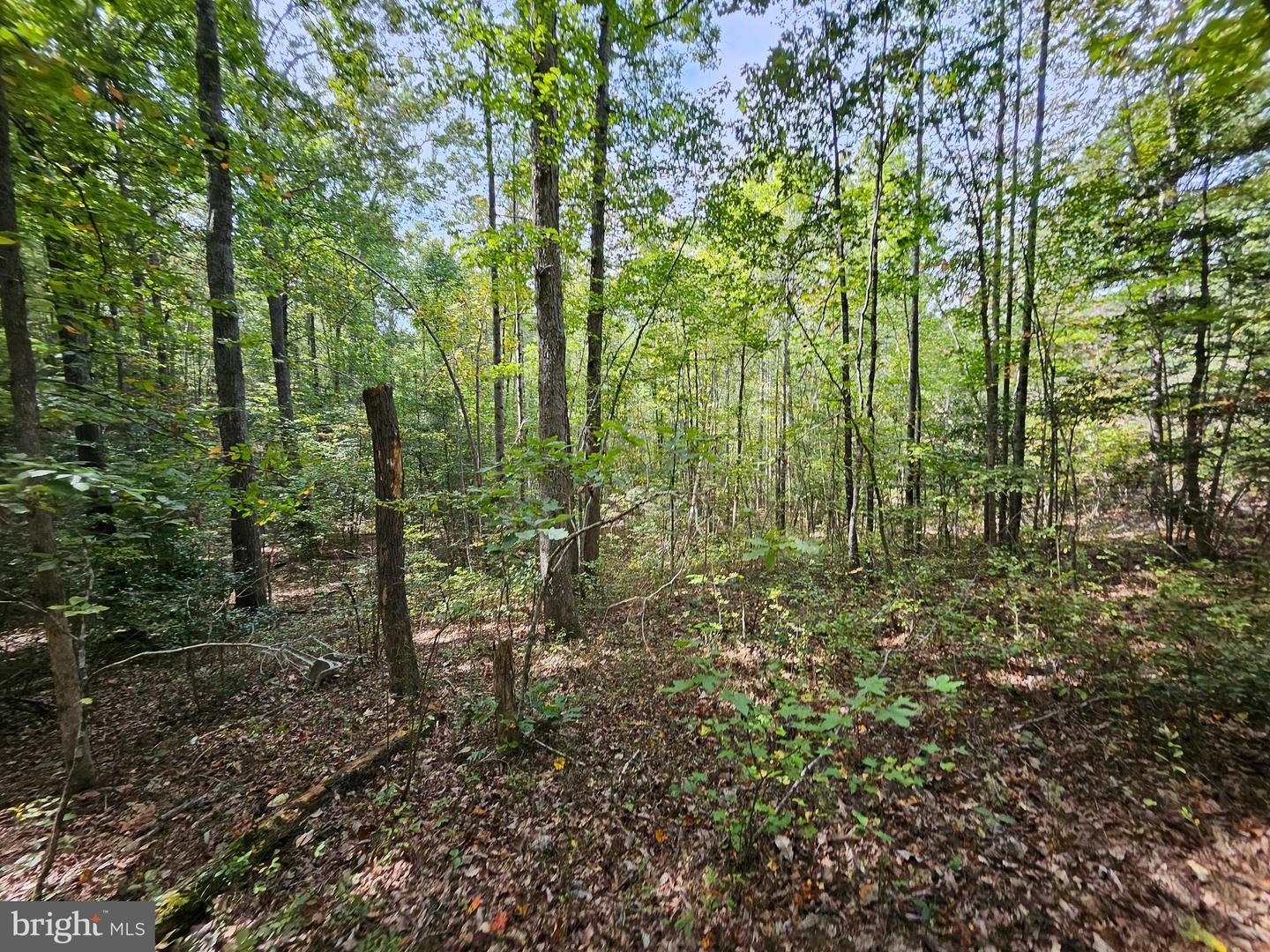 00 Off Of Long Branch Rd Property Photo 15