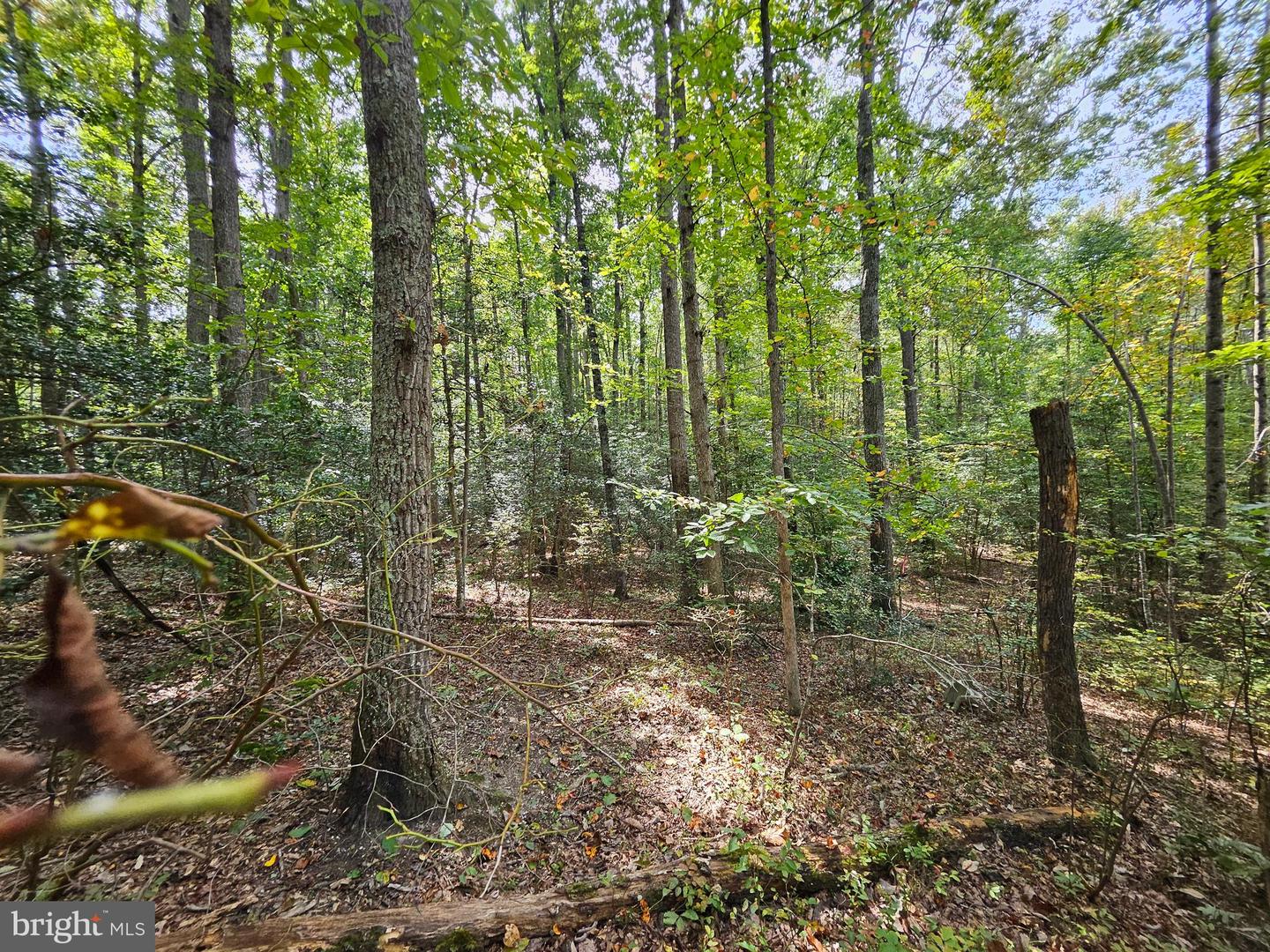 00 Off Of Long Branch Rd Property Photo 16