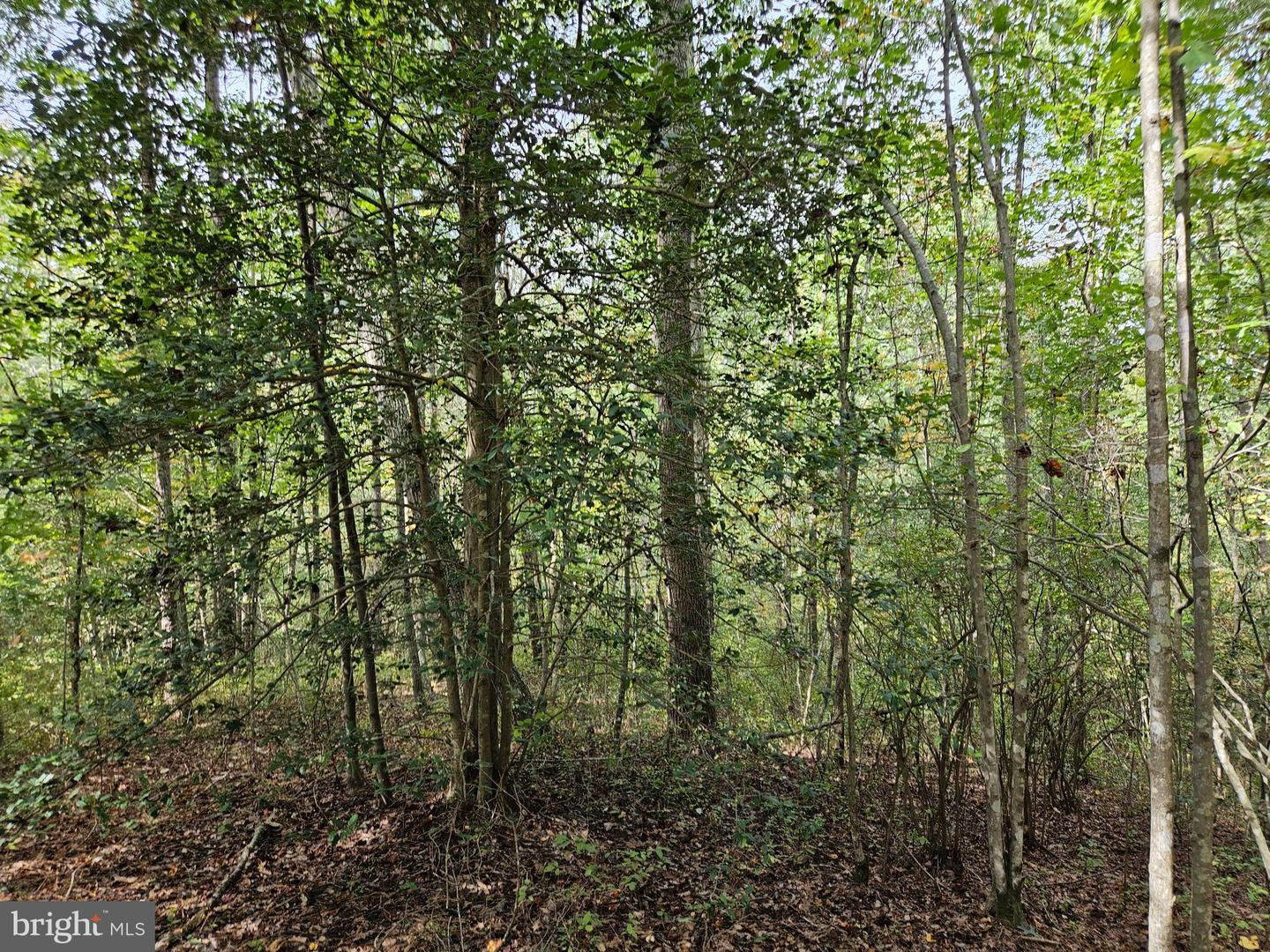 00 Off Of Long Branch Rd Property Photo 17
