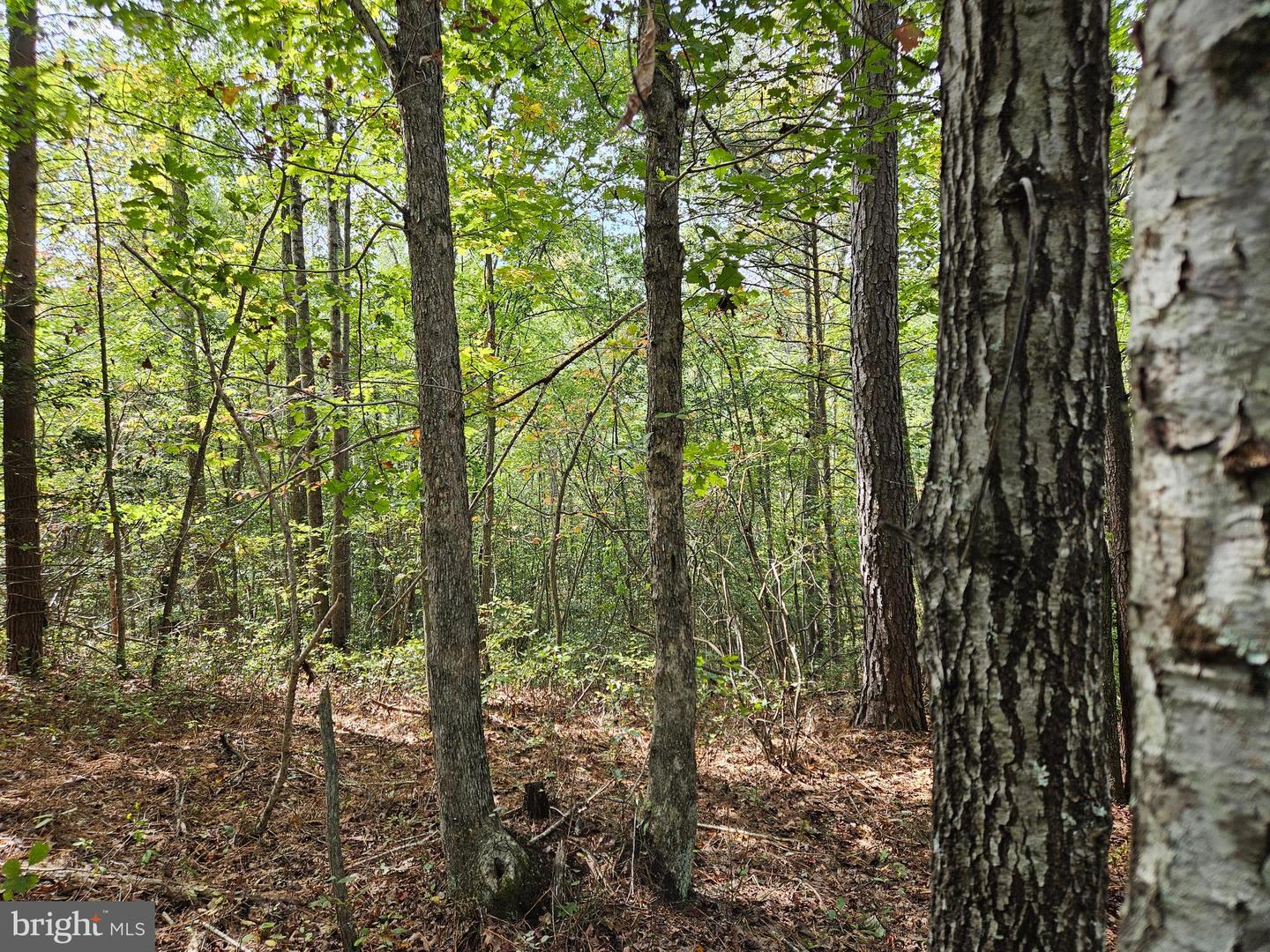 00 Off Of Long Branch Rd Property Photo 18