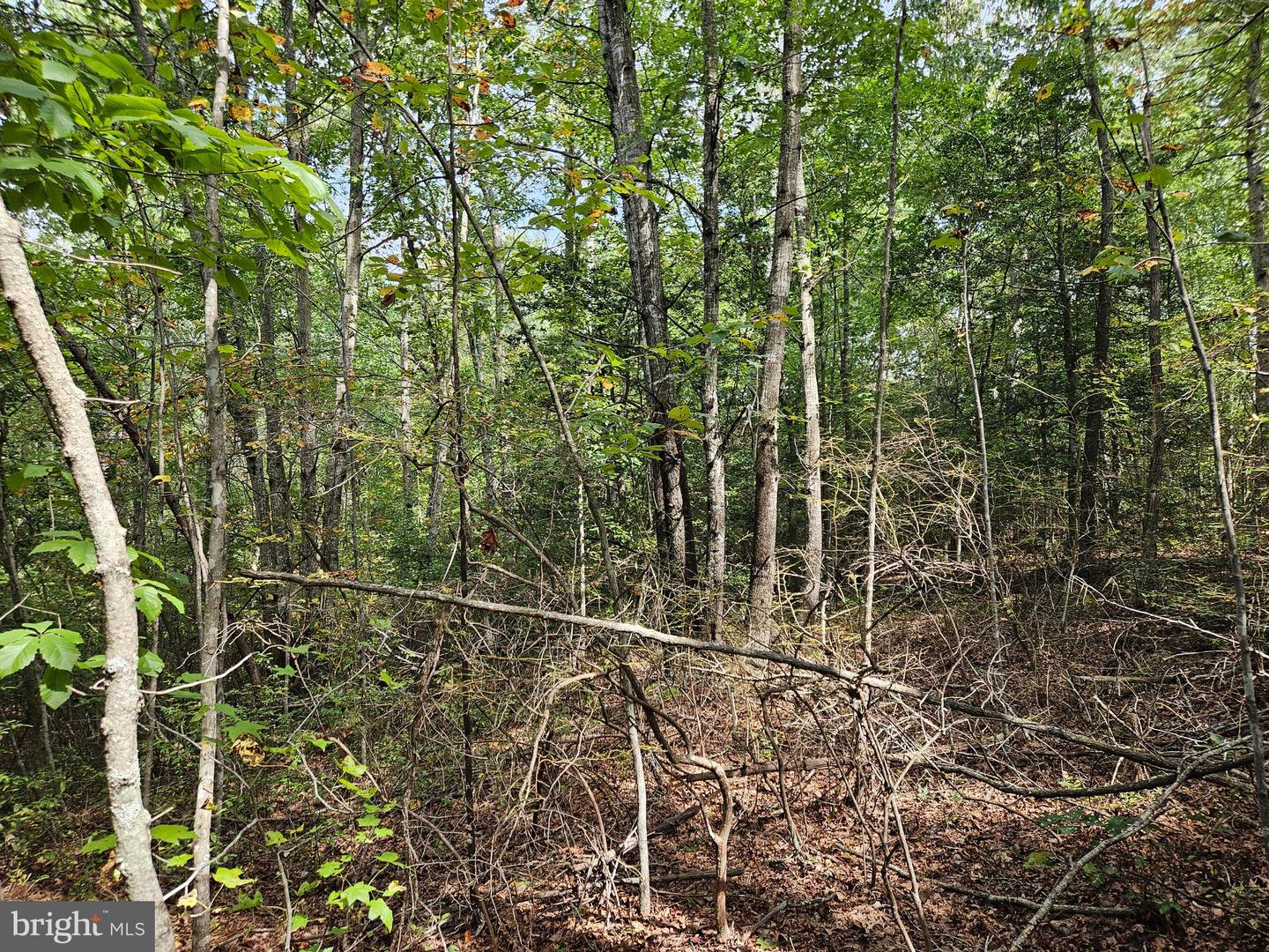 00 Off Of Long Branch Rd Property Photo 19