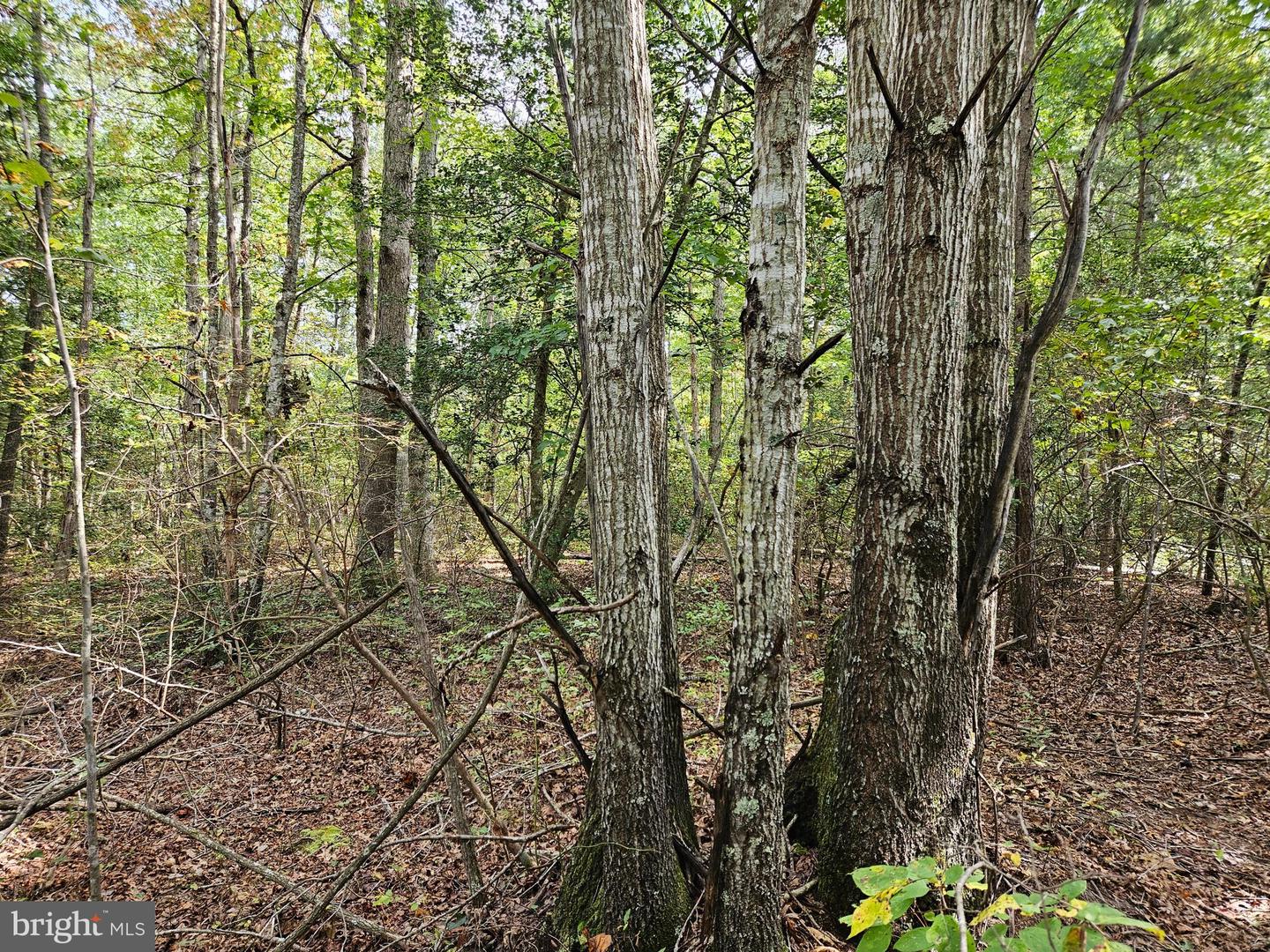 00 Off Of Long Branch Rd Property Photo 20