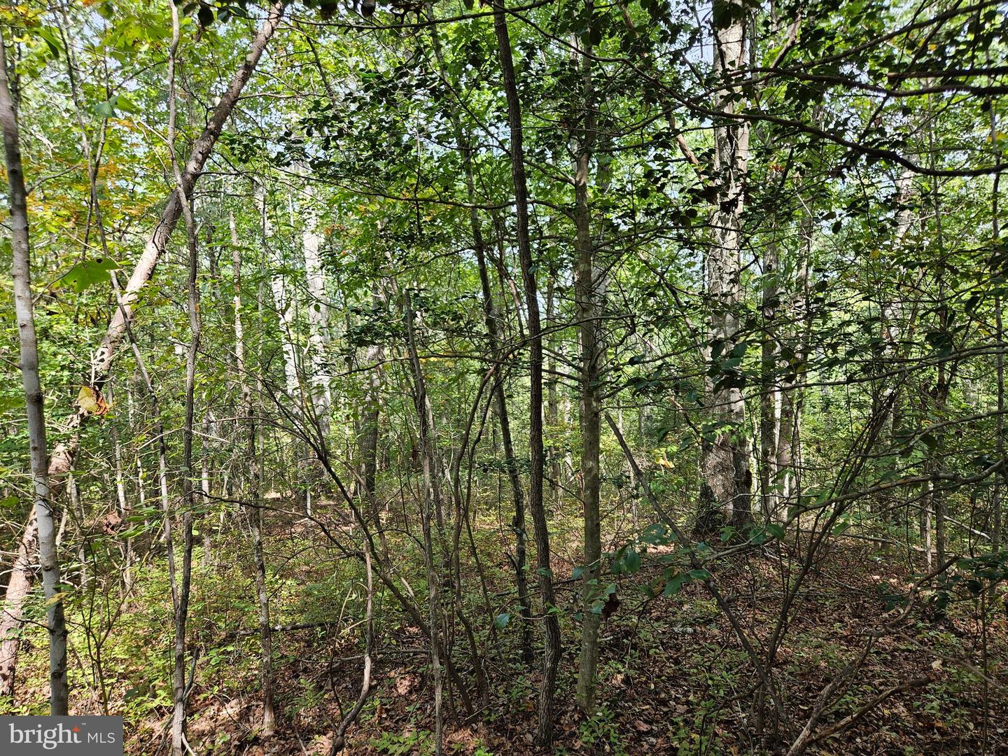 00 Off Of Long Branch Rd Property Photo 21