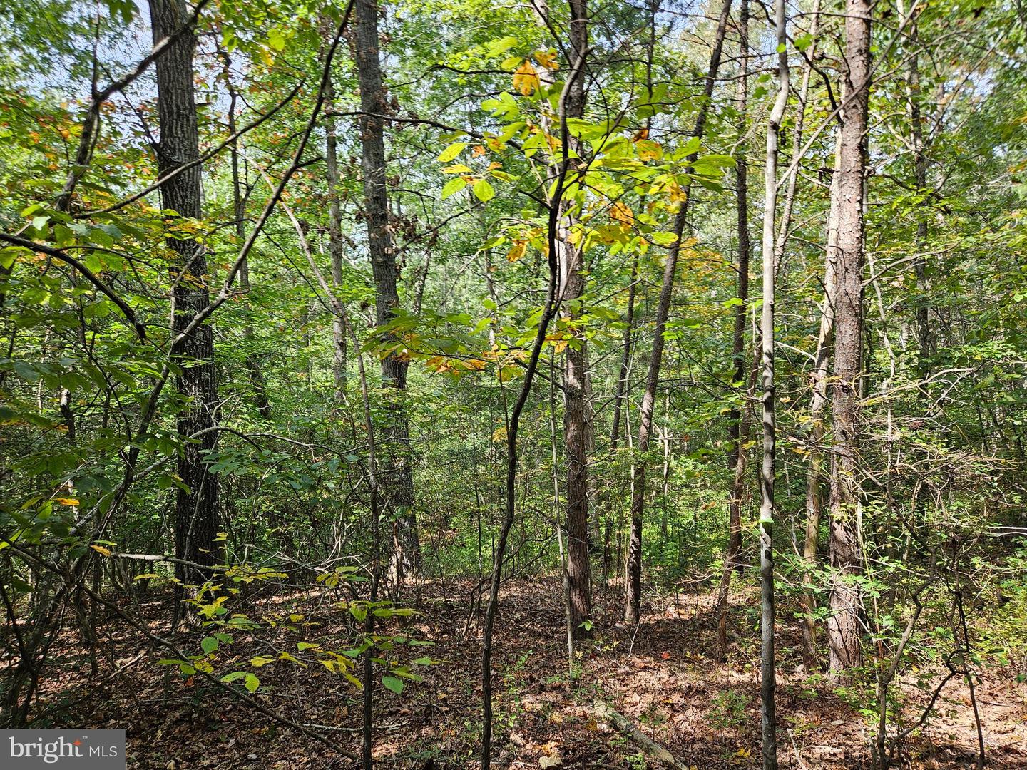 00 Off Of Long Branch Rd Property Photo 22