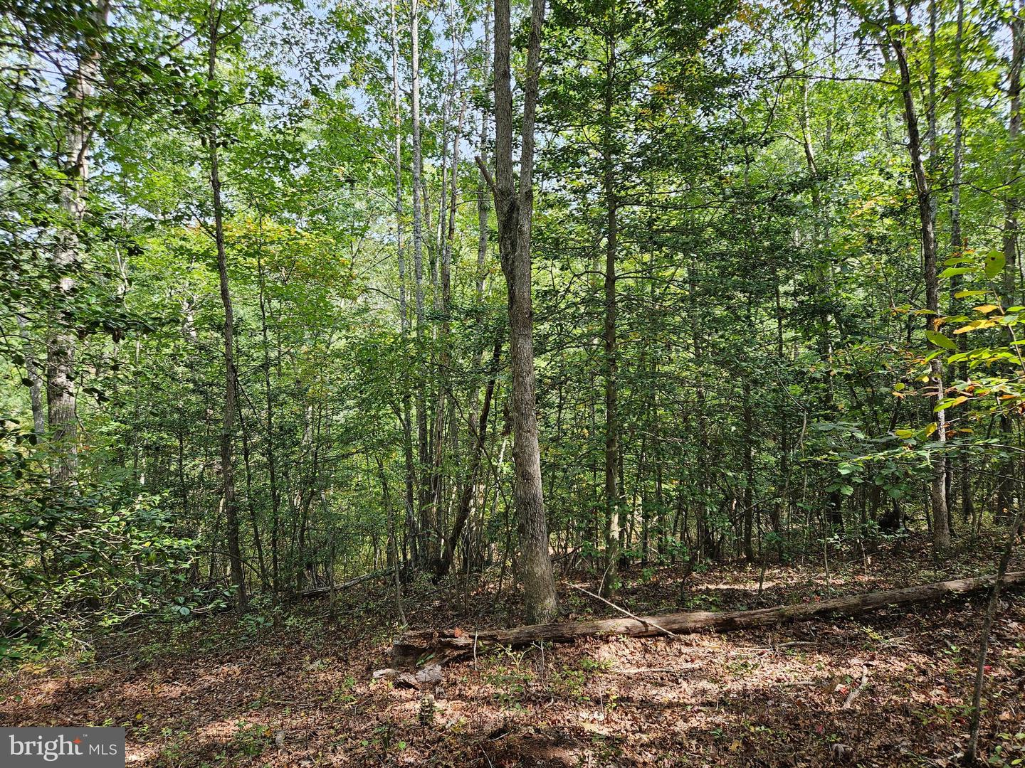 00 Off Of Long Branch Rd Property Photo 23