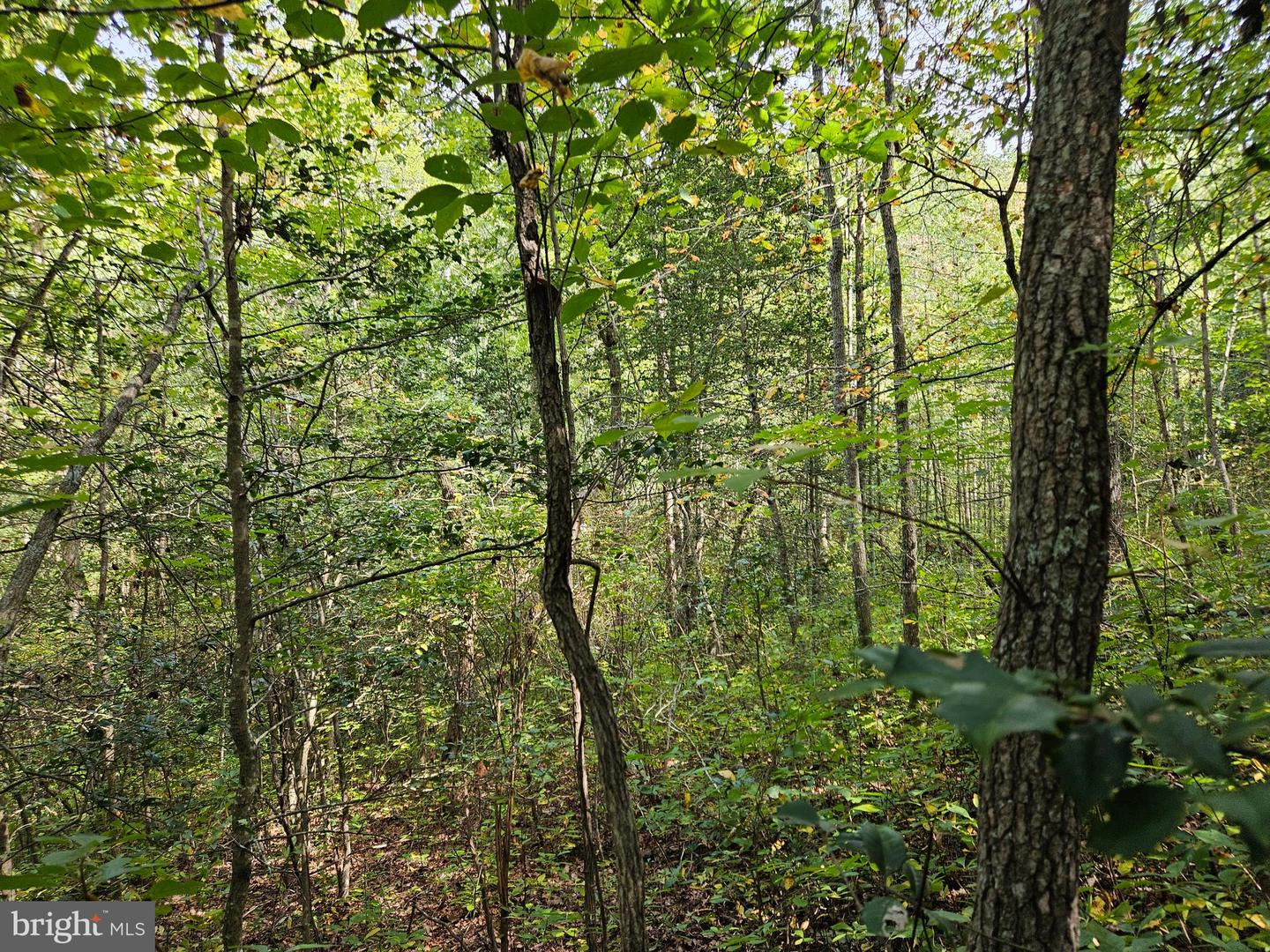 00 Off Of Long Branch Rd Property Photo 24