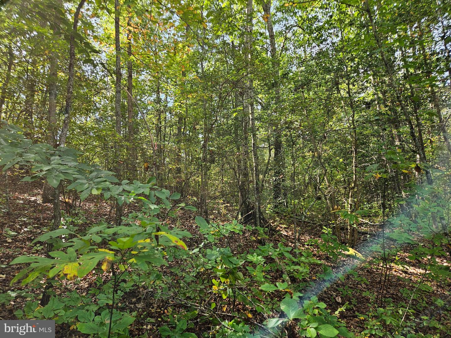 00 Off Of Long Branch Rd Property Photo 25