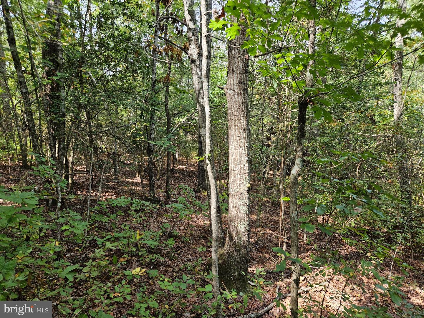 00 Off Of Long Branch Rd Property Photo 26