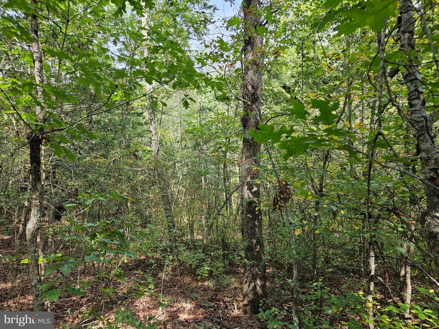 00 Off Of Long Branch Rd Property Photo 27