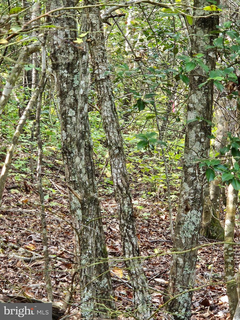 00 Off Of Long Branch Rd Property Photo 28