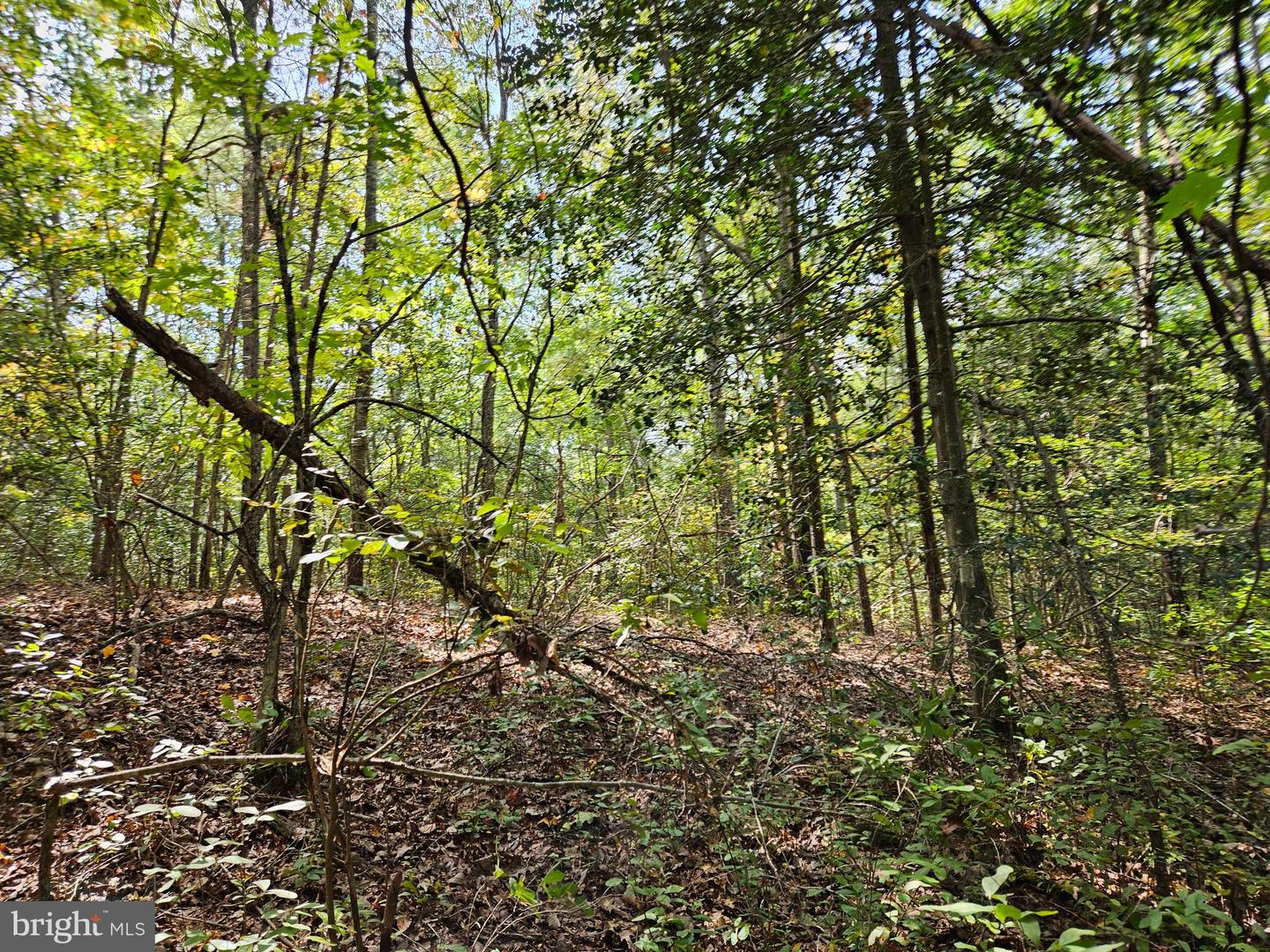 00 Off Of Long Branch Rd Property Photo 29