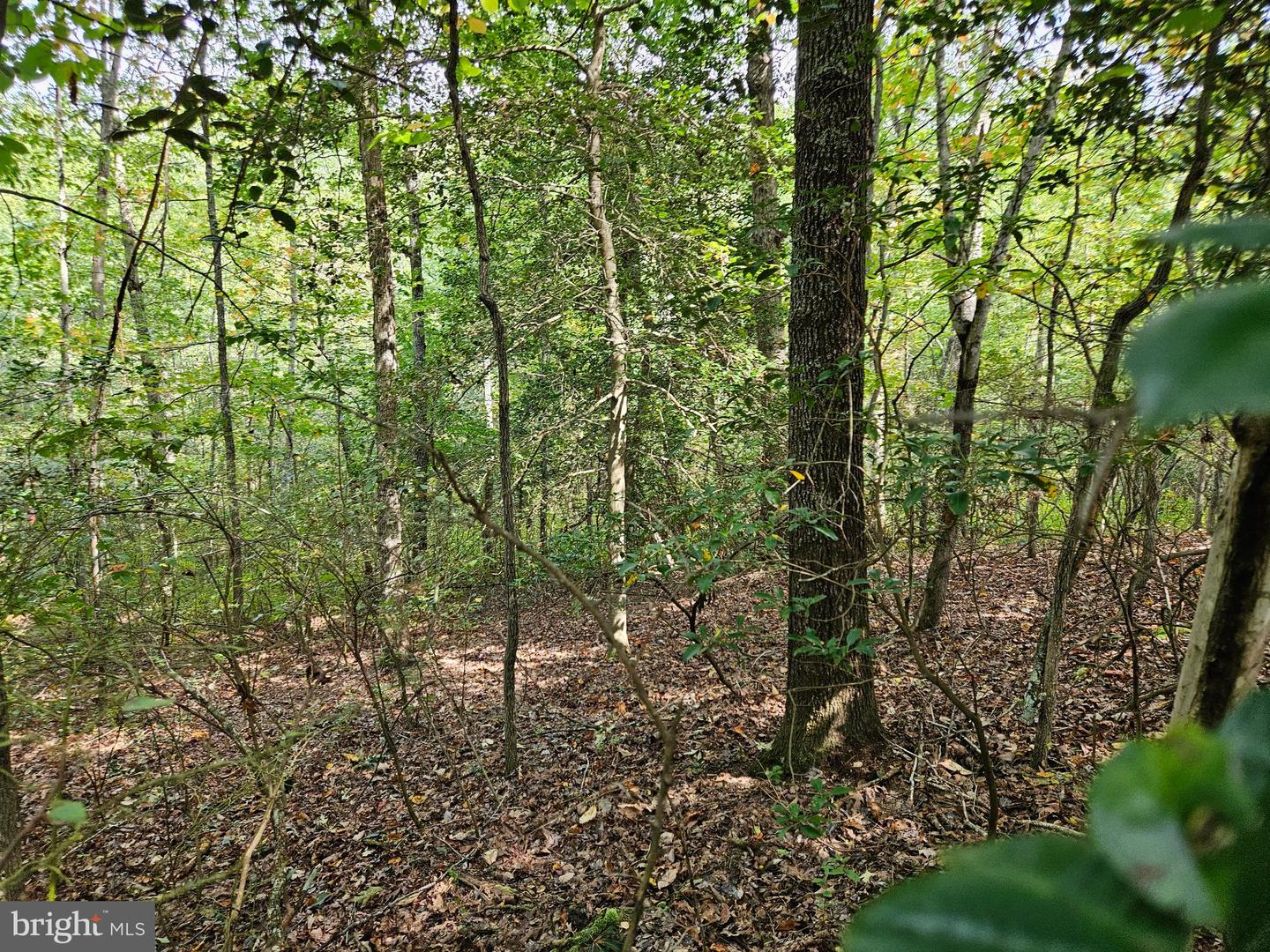 00 Off Of Long Branch Rd Property Photo 31