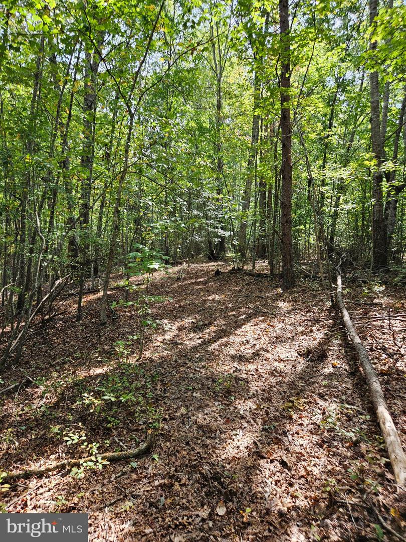 00 Off Of Long Branch Rd Property Photo 32