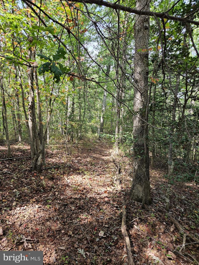 00 Off Of Long Branch Rd Property Photo 33