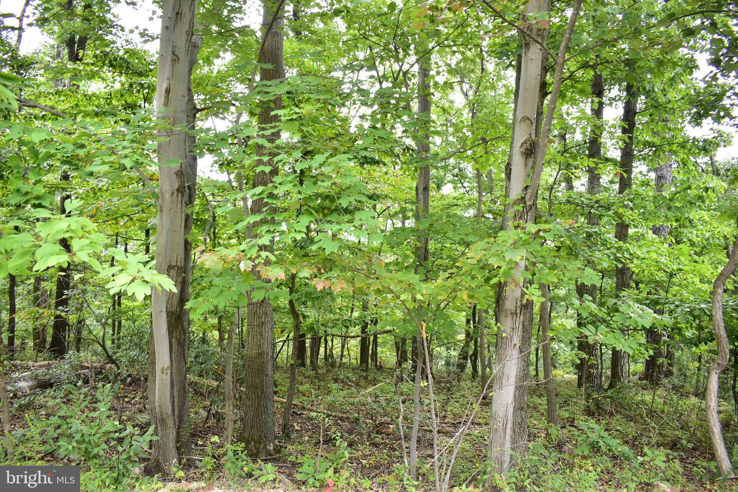 LOT 17 FOX TRAIL