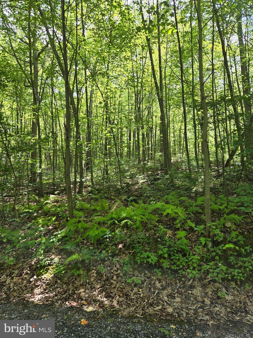 Lot 5j Wardensville Pike Property Photo 4