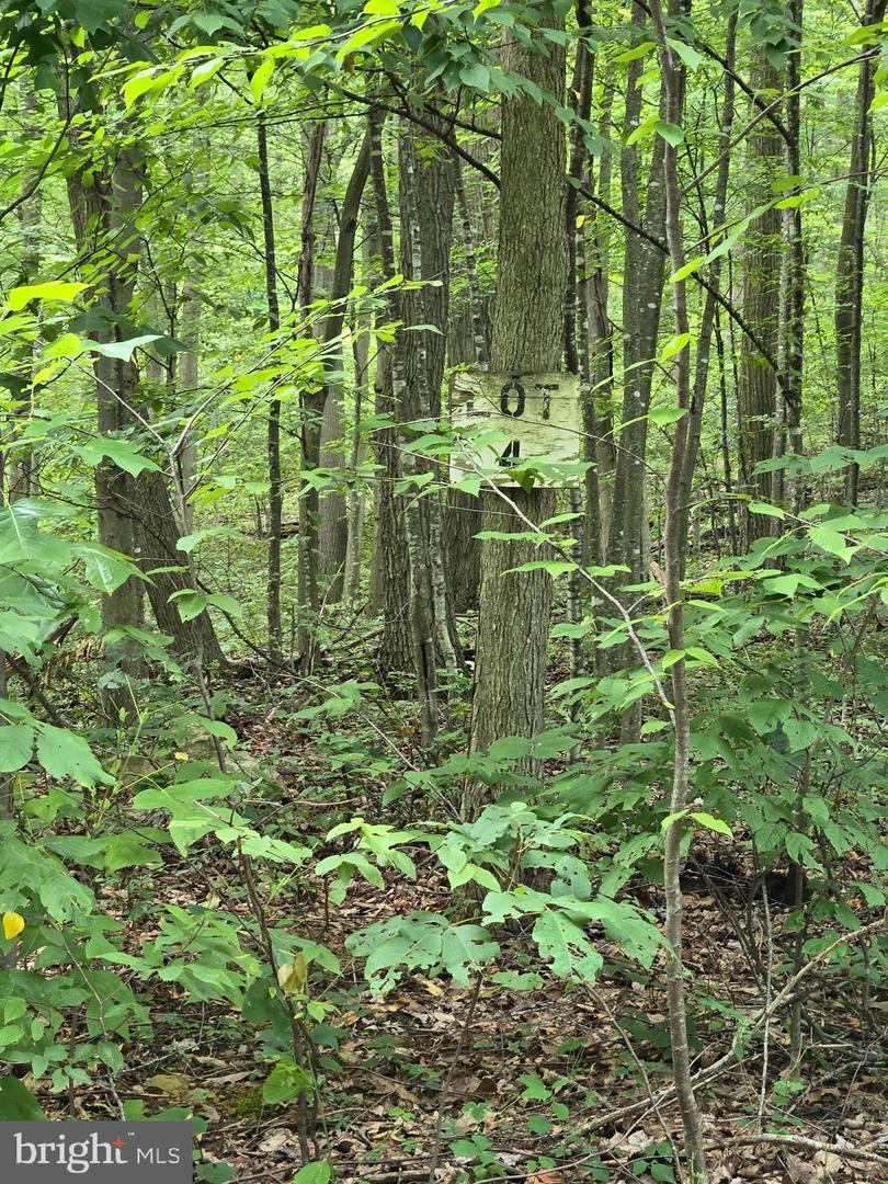 Lot 5l Wardensville Pike Property Photo 4