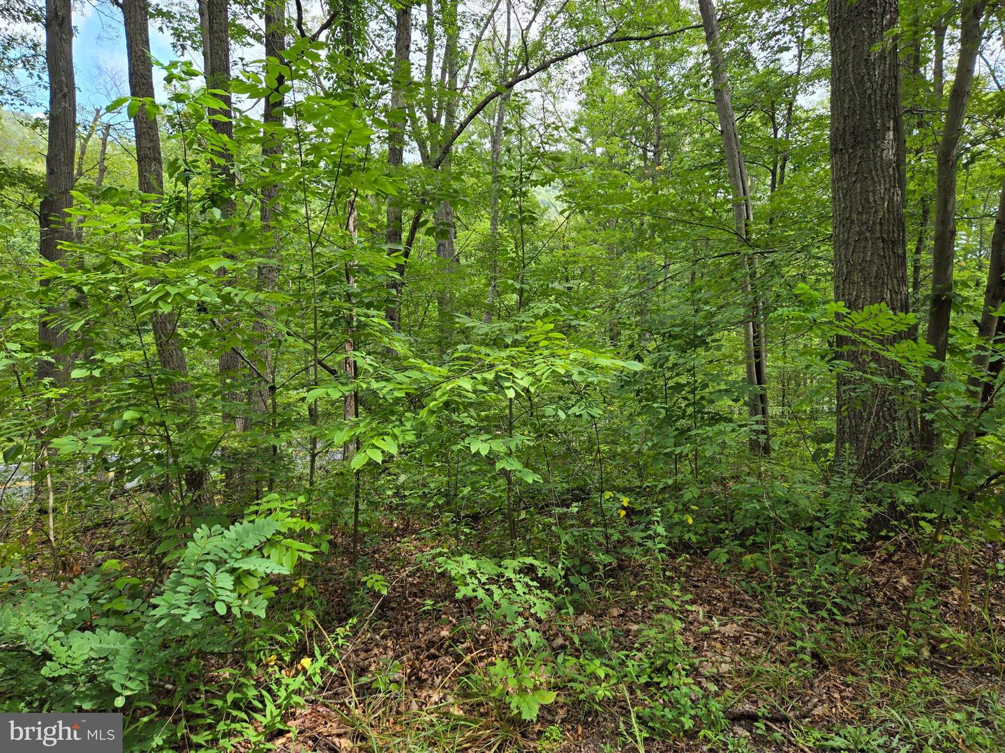 Lot 5l Wardensville Pike Property Photo 6